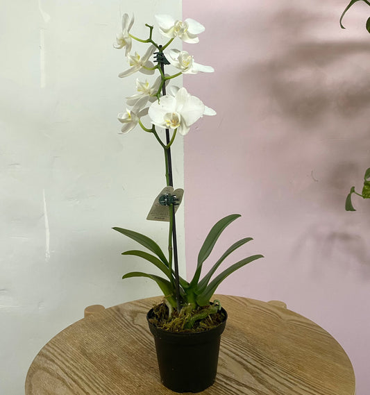 White Orchid