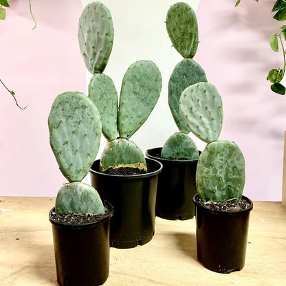 Bunny Ear Cactus 'Prickly Pear' Opuntia Burbank