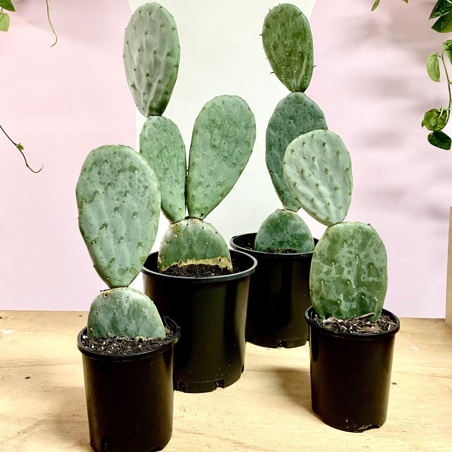 Bunny Ear Cactus 'Prickly Pear' Opuntia Burbank
