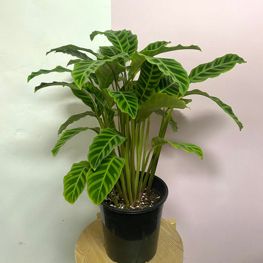 Calathea Zebrina