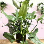 图腾柱上的银剑蔓绿绒