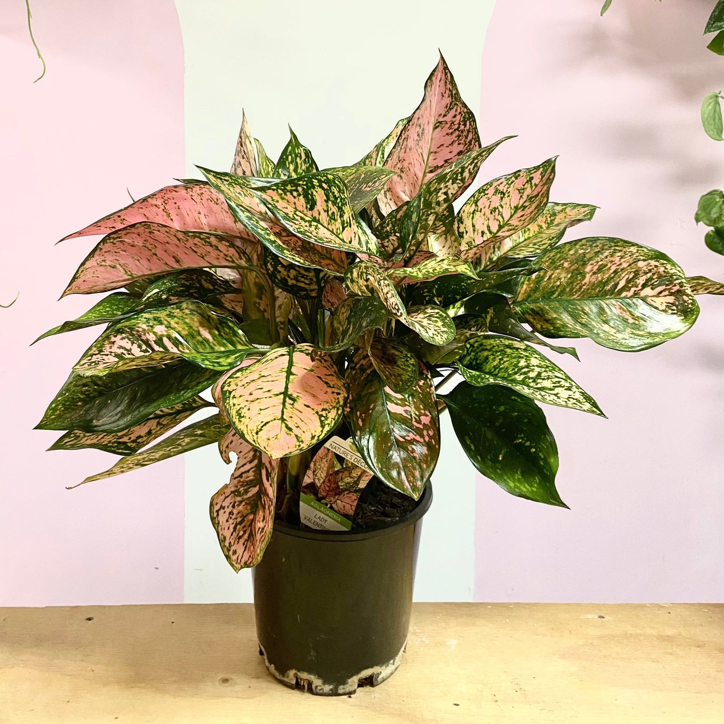 Aglaonema 'Lady Valentine'