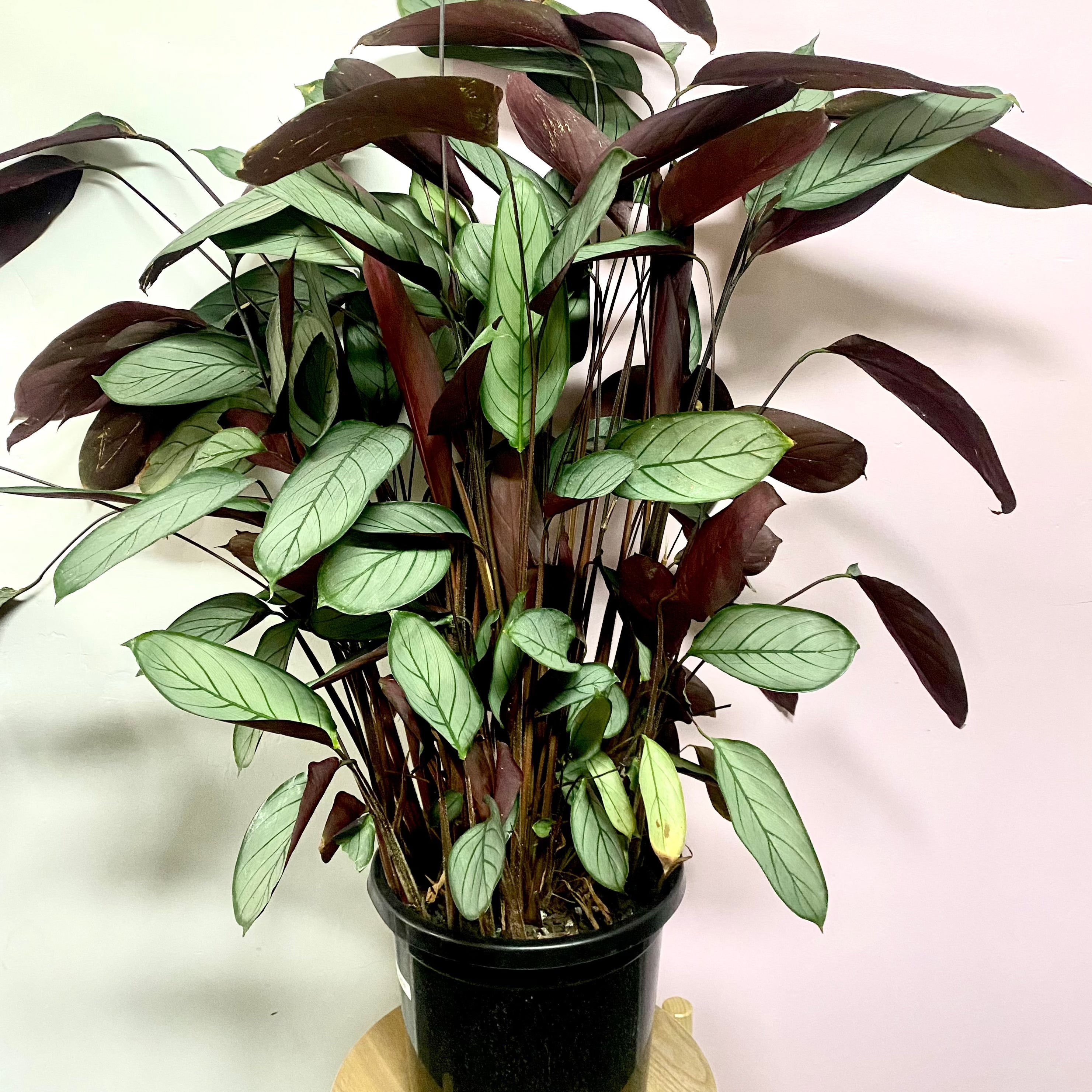 grey star indoor plant Ctenanthe Setosa Grey Star – Low-Light Indoor Plant