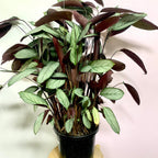 Ctenanthe Setosa Grey Star