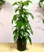 矮伞树