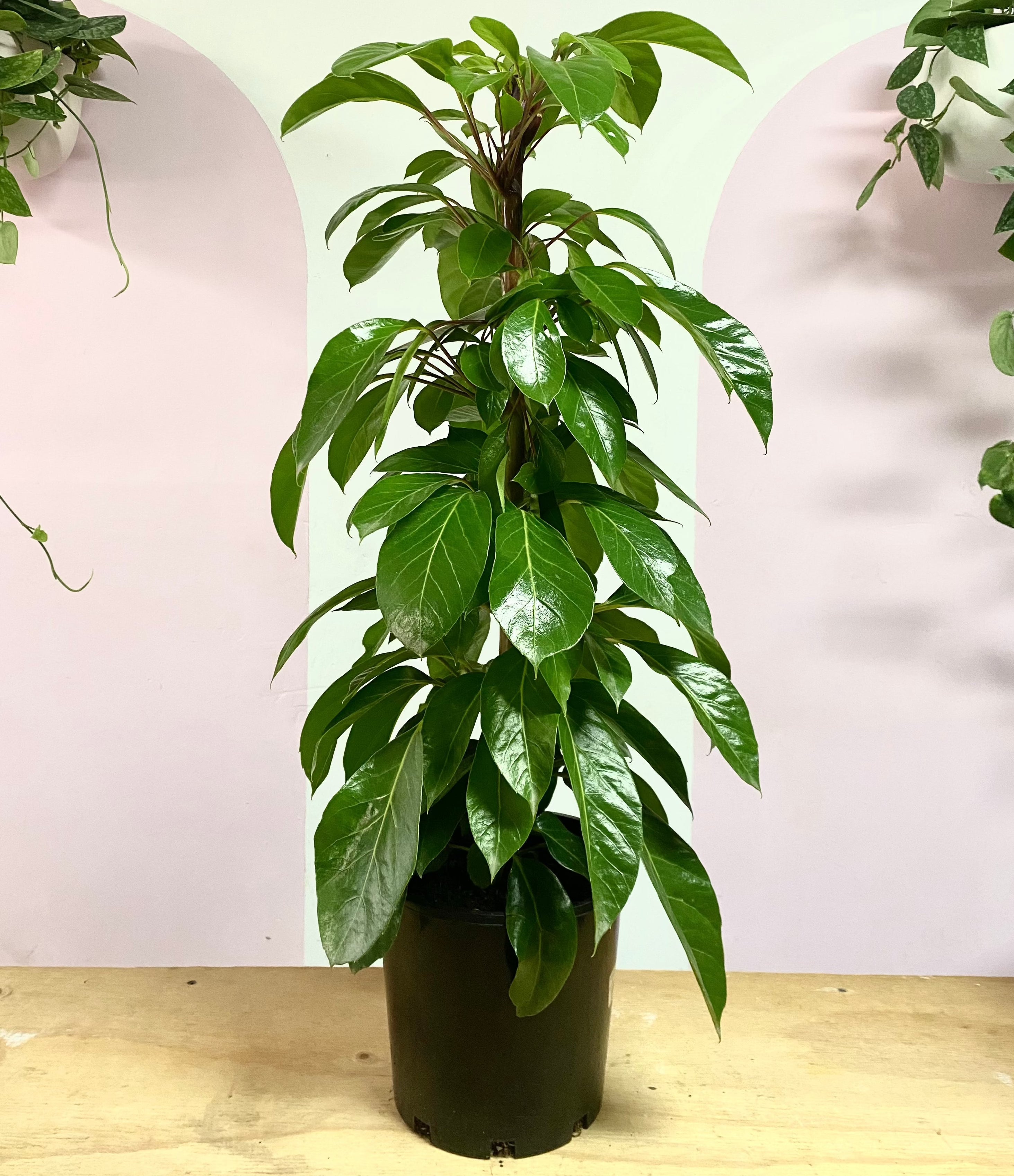 矮伞树