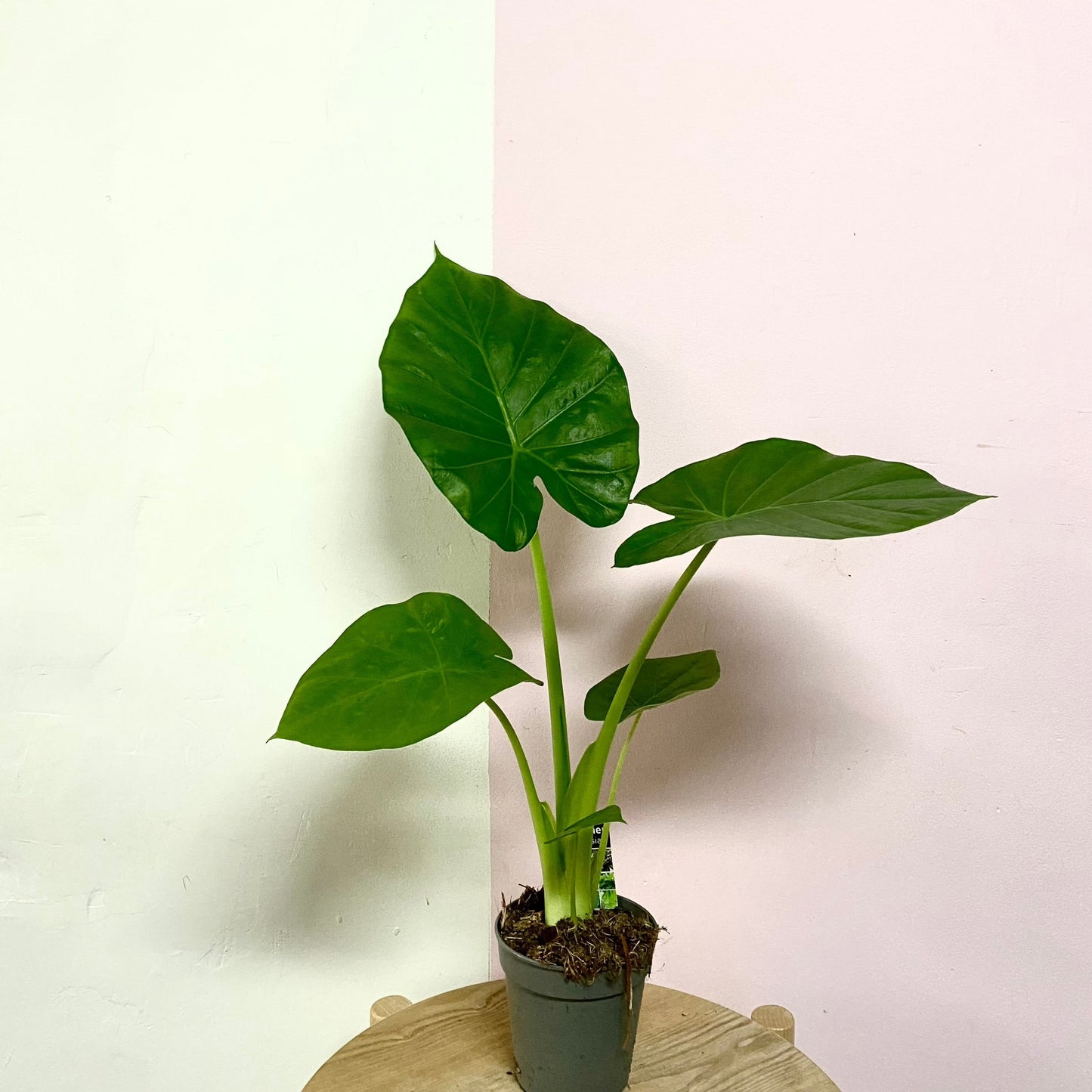 Alocasia Elephant Ear