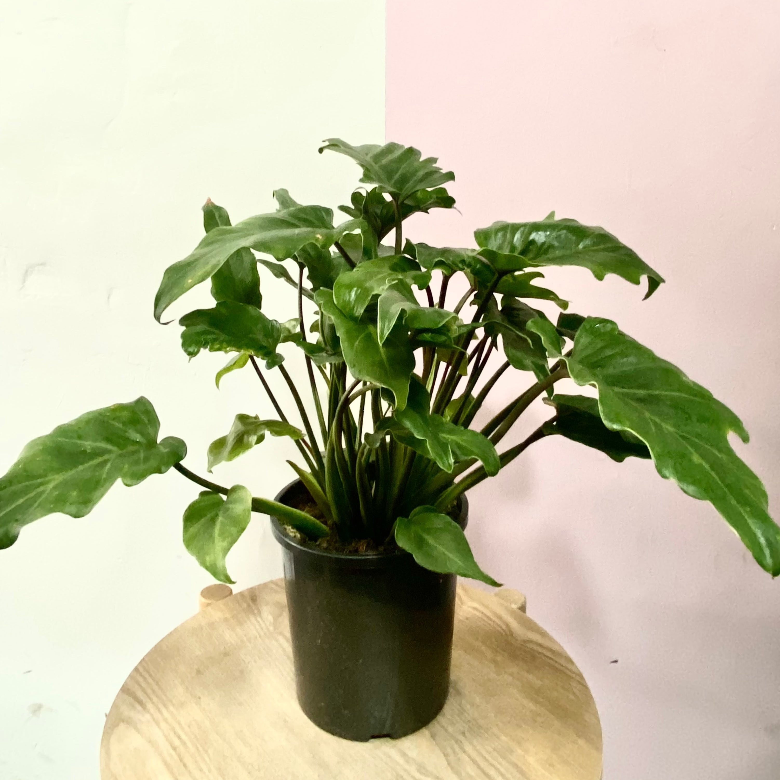xanadu philodendron light Philodendron Xanadu – Low-Light Indoor Plant