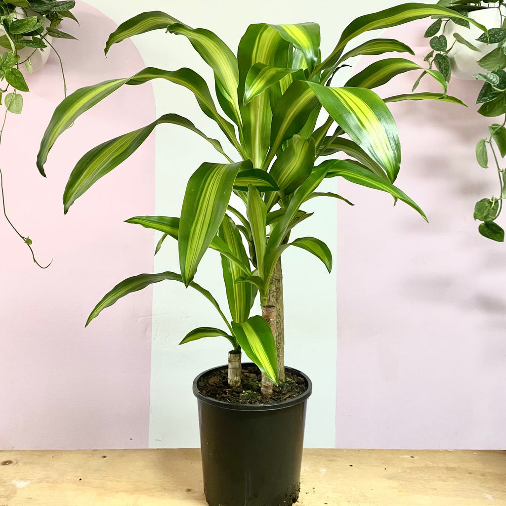 龙血树快乐植物 - 黄色条纹