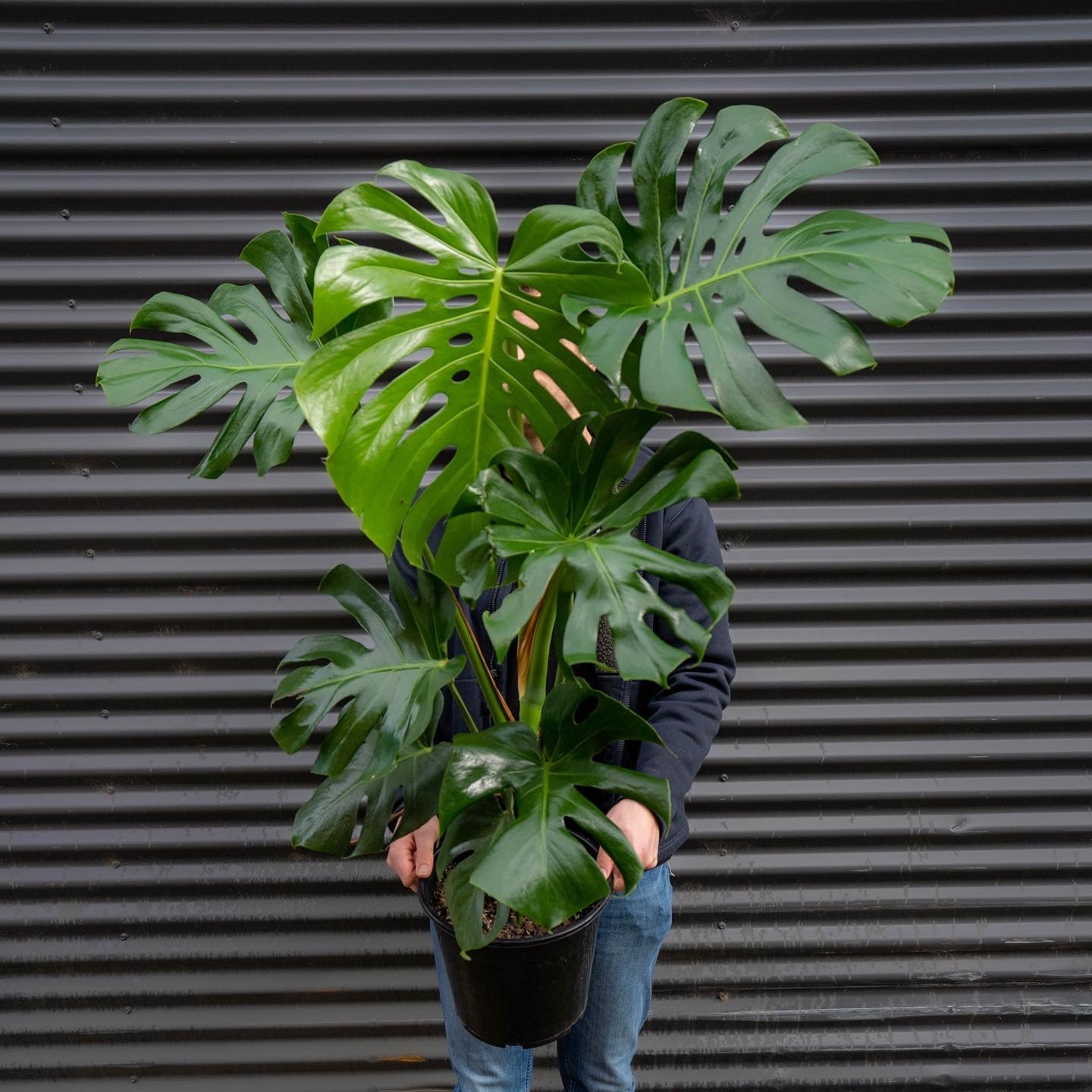 monstera plant 中文 龟背竹——适合明亮空间的引人注目的室内植物– Green Envy Indoor Plants