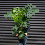 Monstera Deliciosa