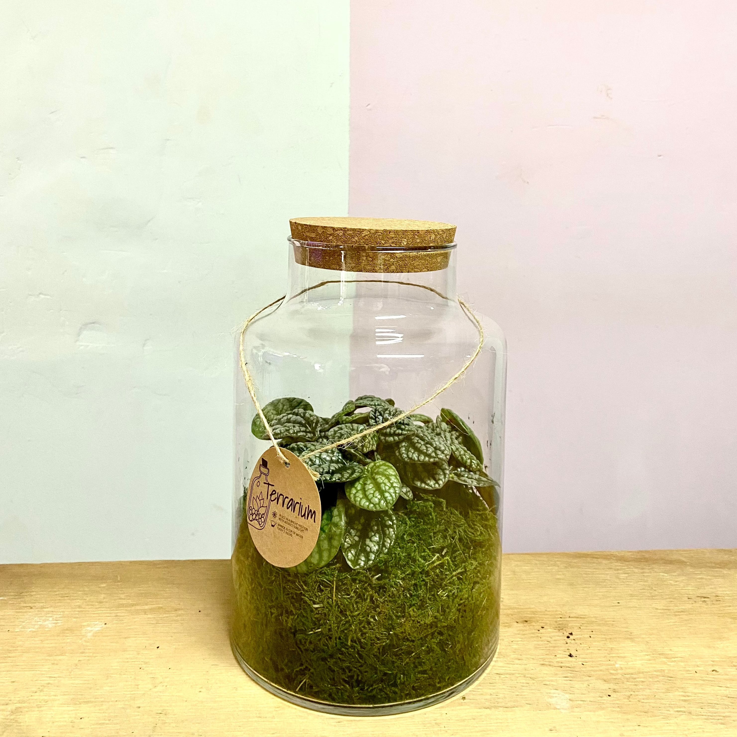 带椒草的玻璃容器