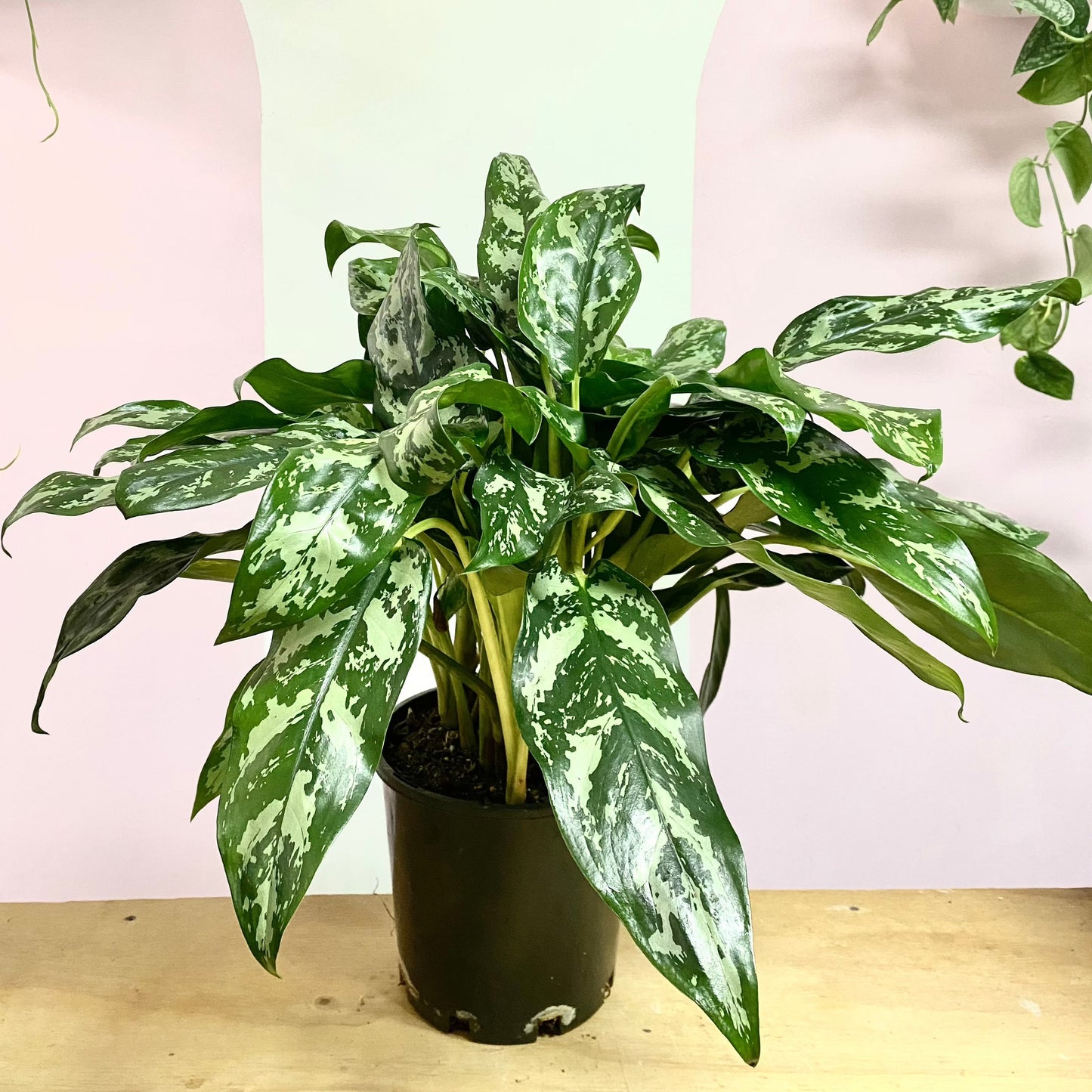 Aglaonema 'Emerald Beauty'