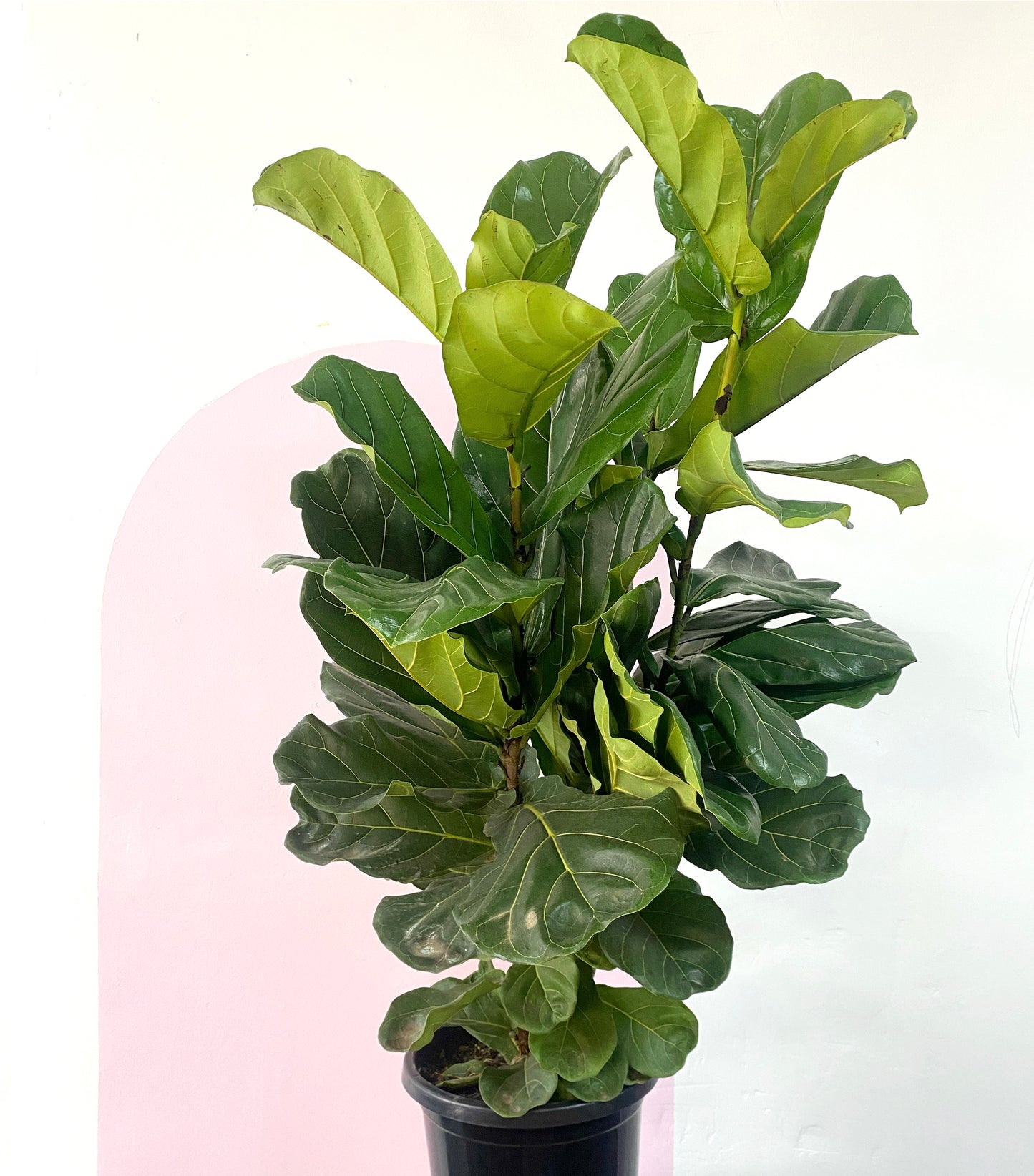 Fiddle Leaf Fig