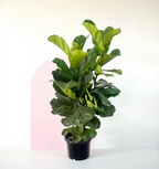 Fiddle Leaf Fig