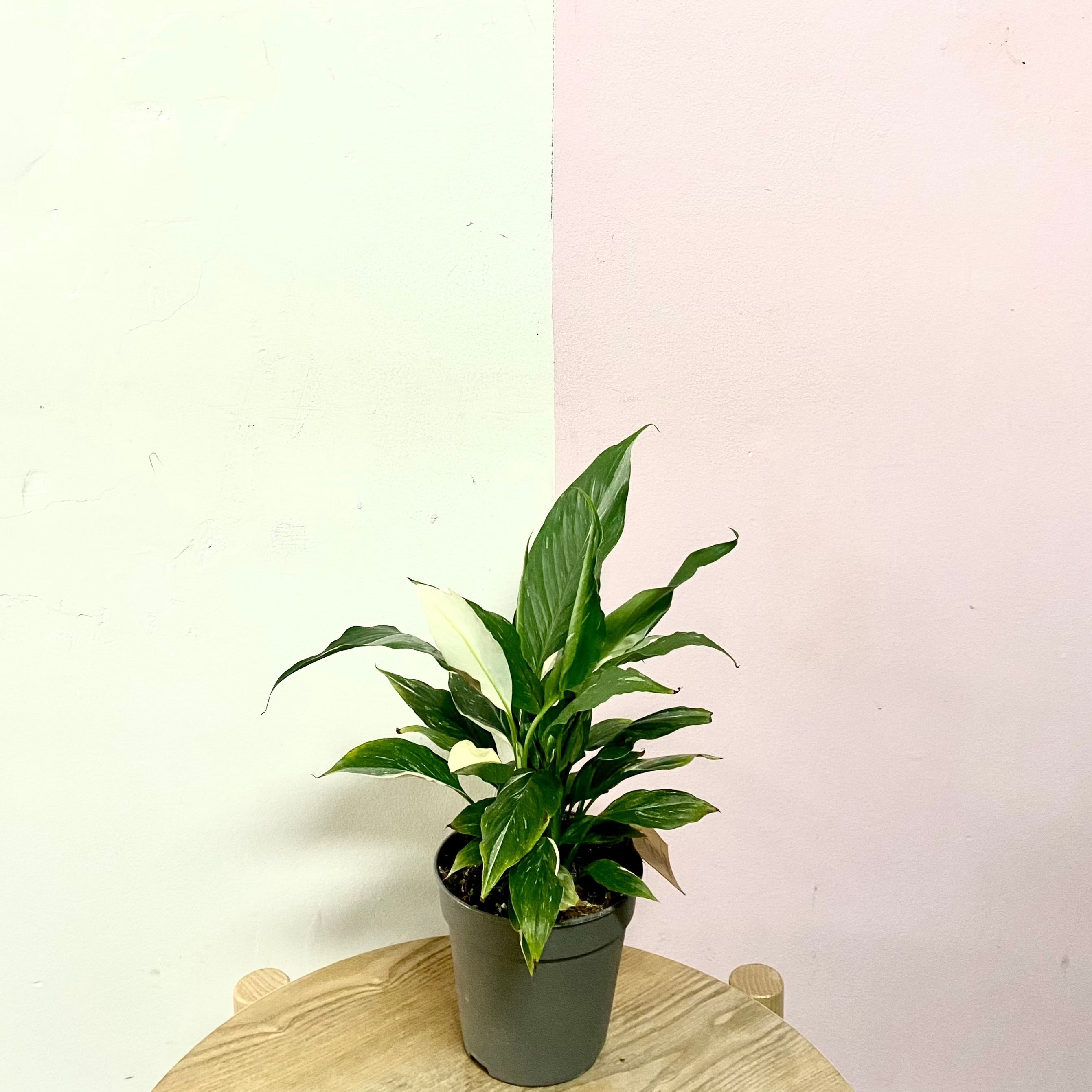 Peace Lily Variegated Domino