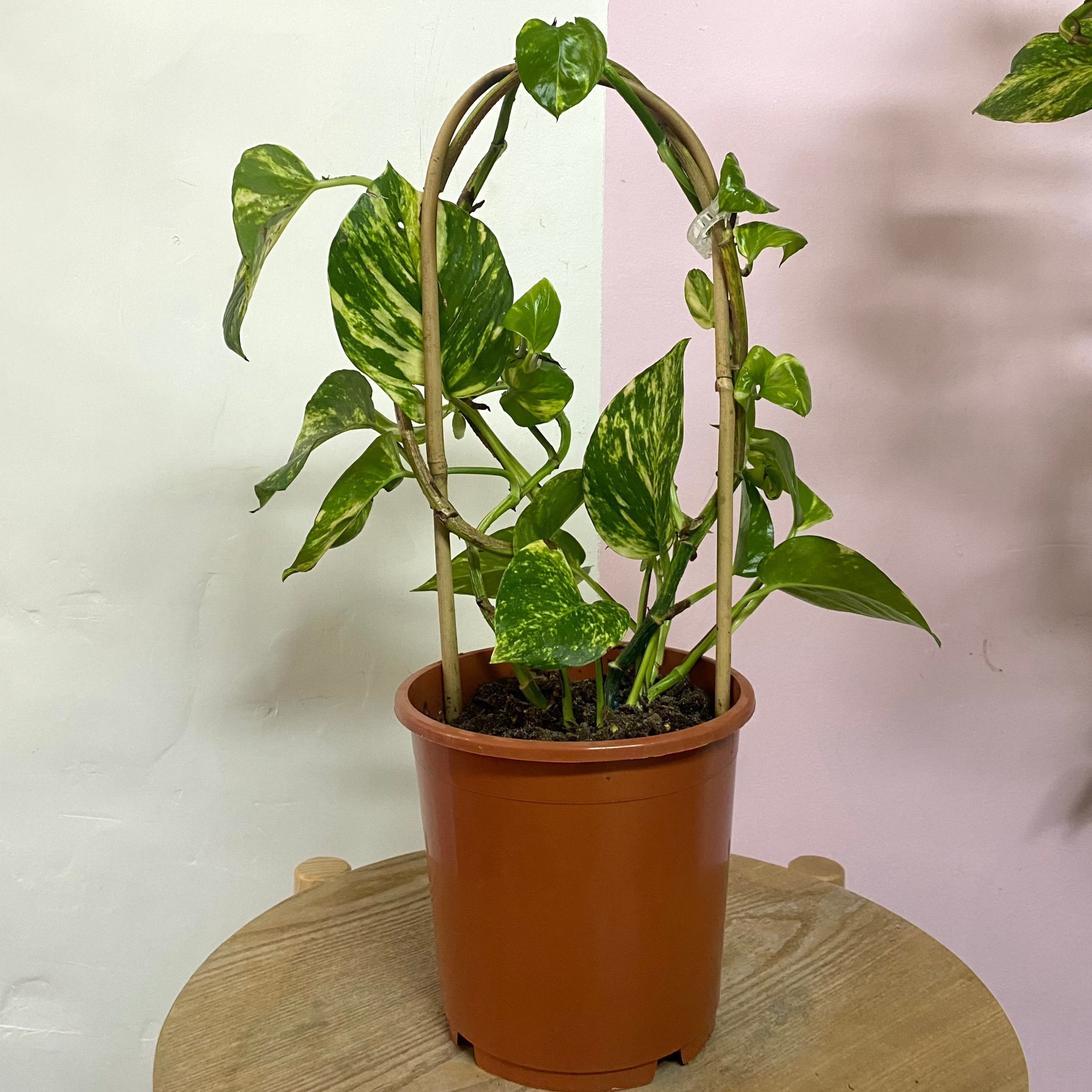 Devils Ivy 'Pothos' on Arch