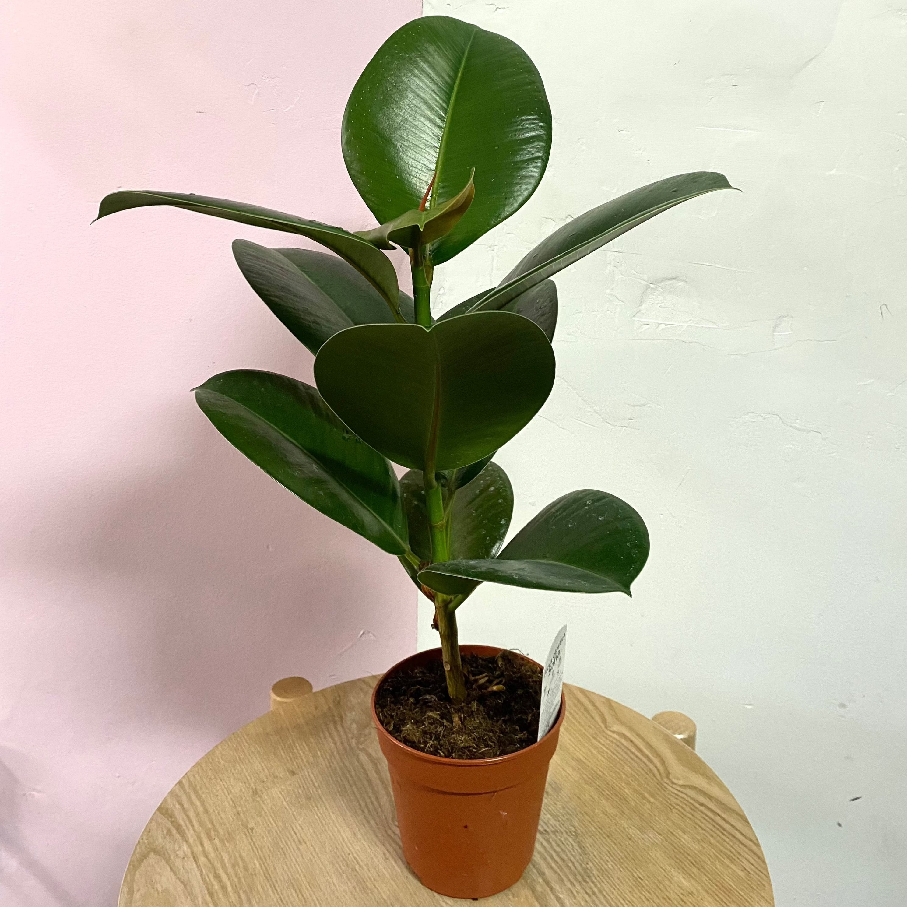 Rubber Tree
