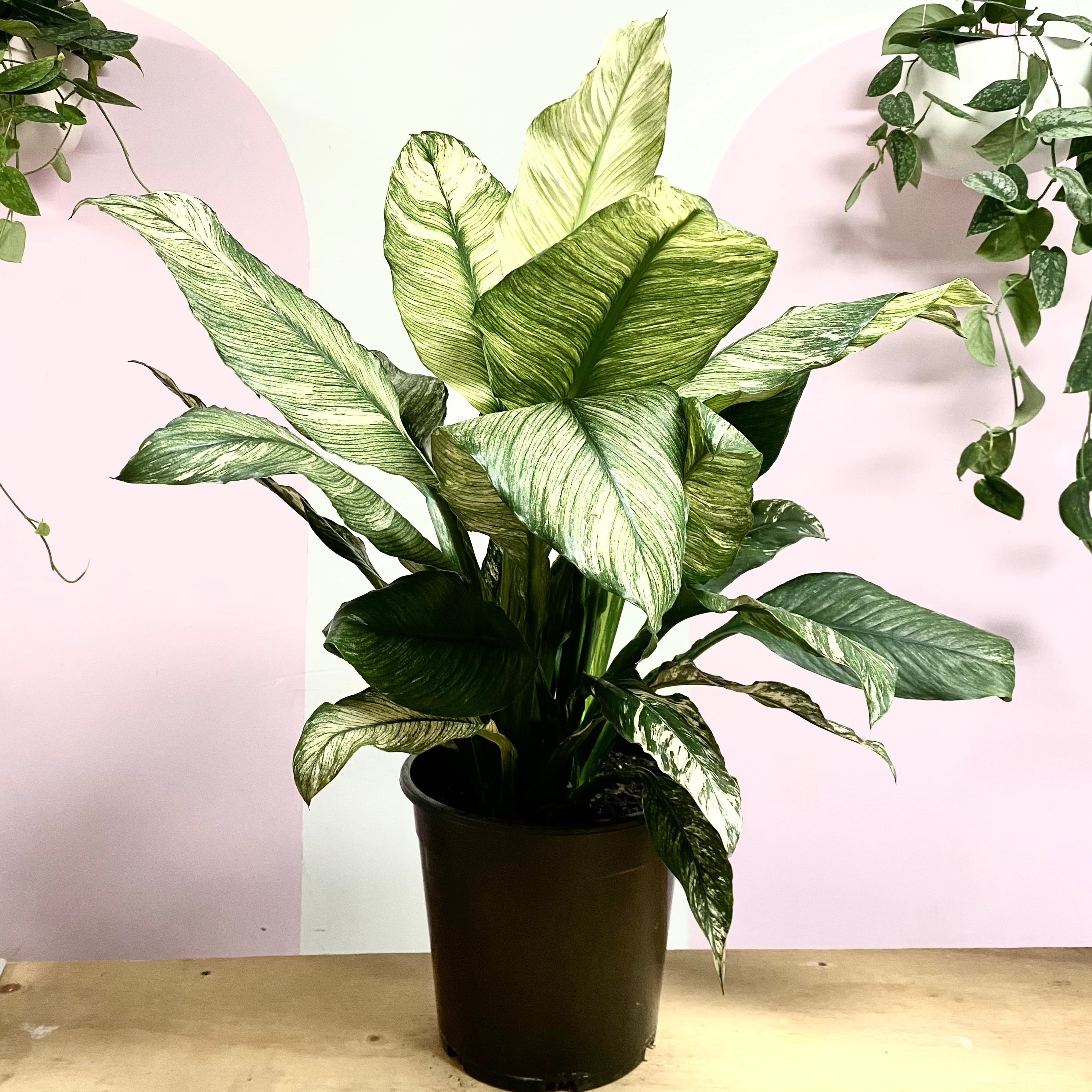 Peace Lily White Sensation