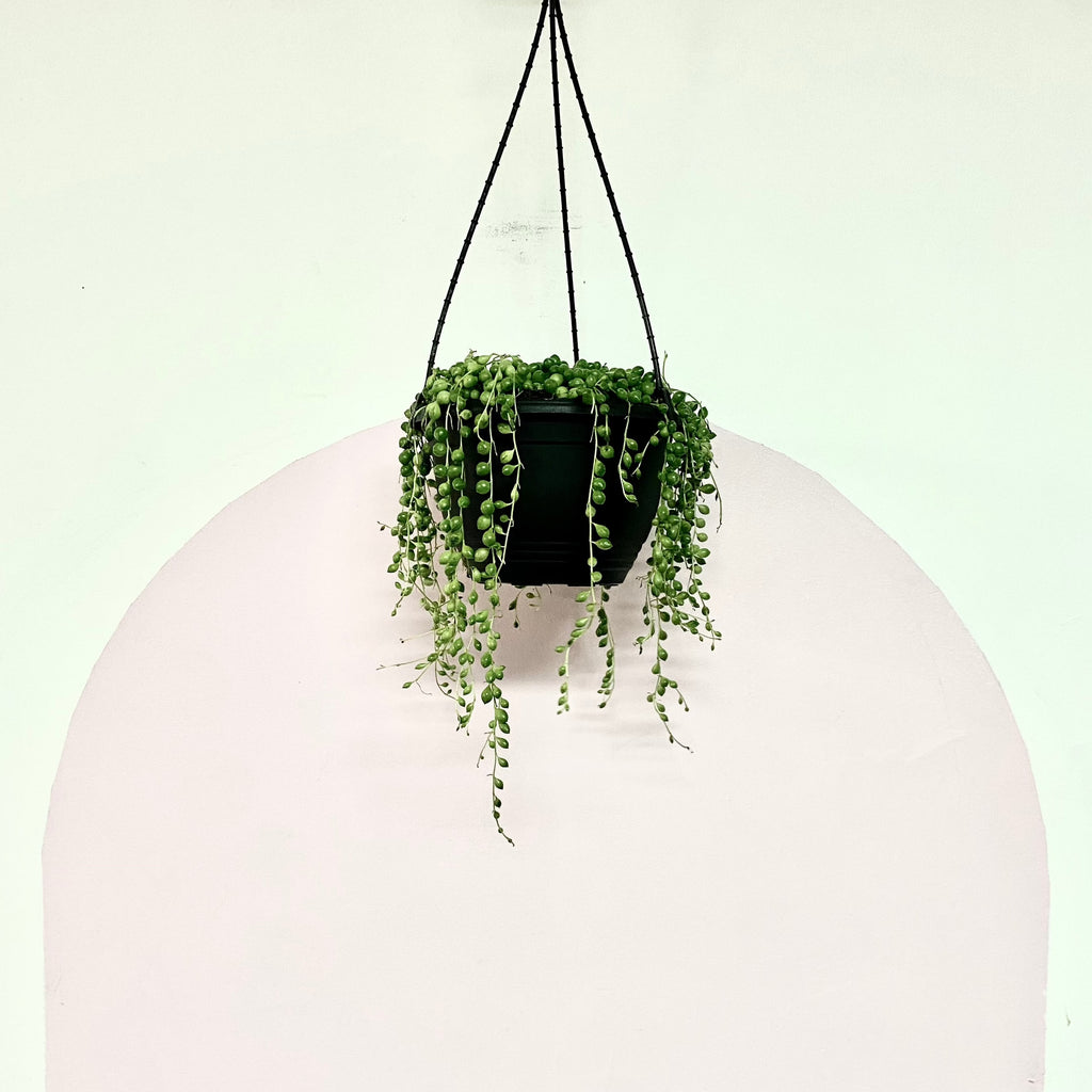 String of Pearls