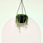 String of Pearls