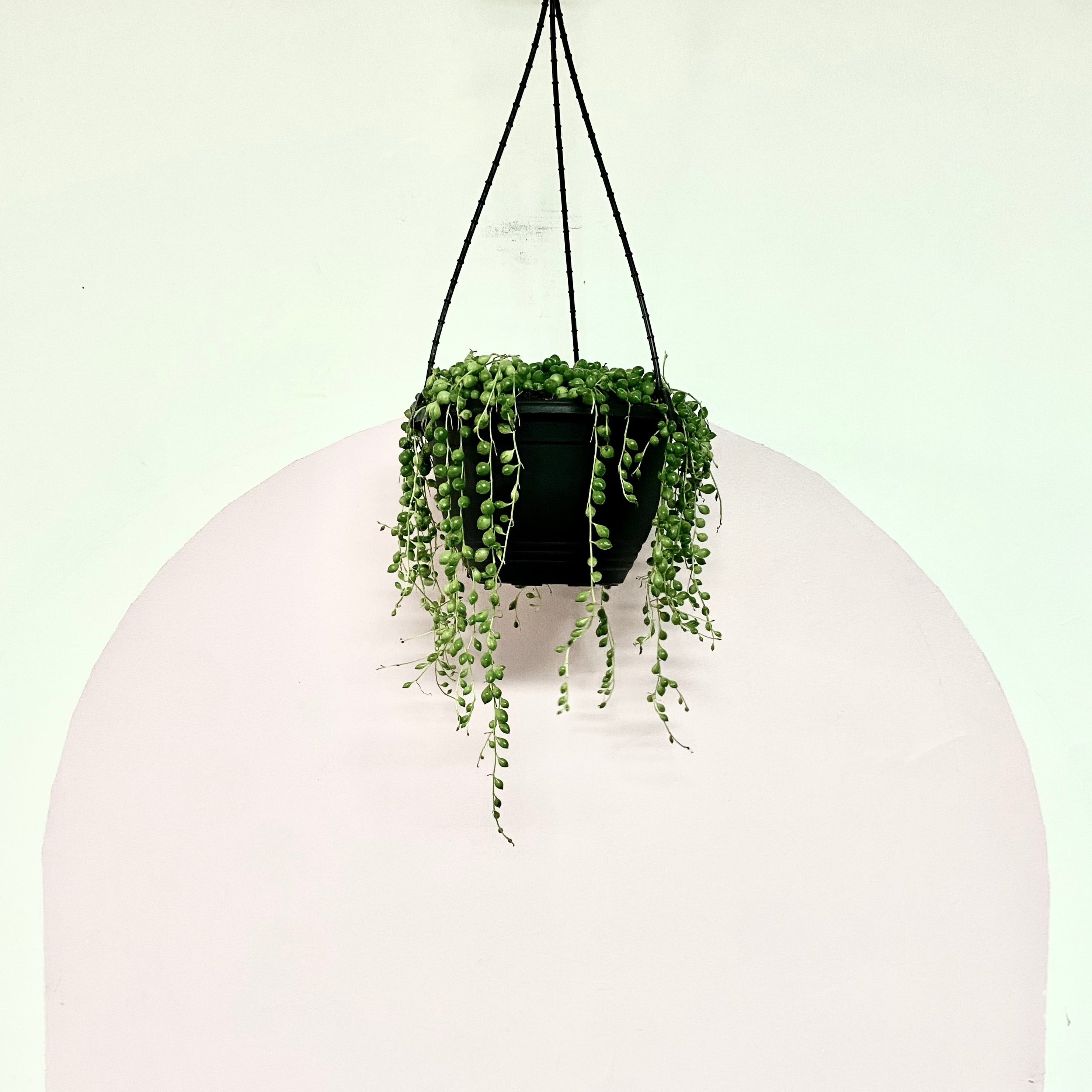 String of Pearls