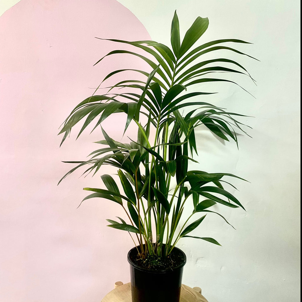 Kentia Palm
