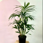 Kentia Palm