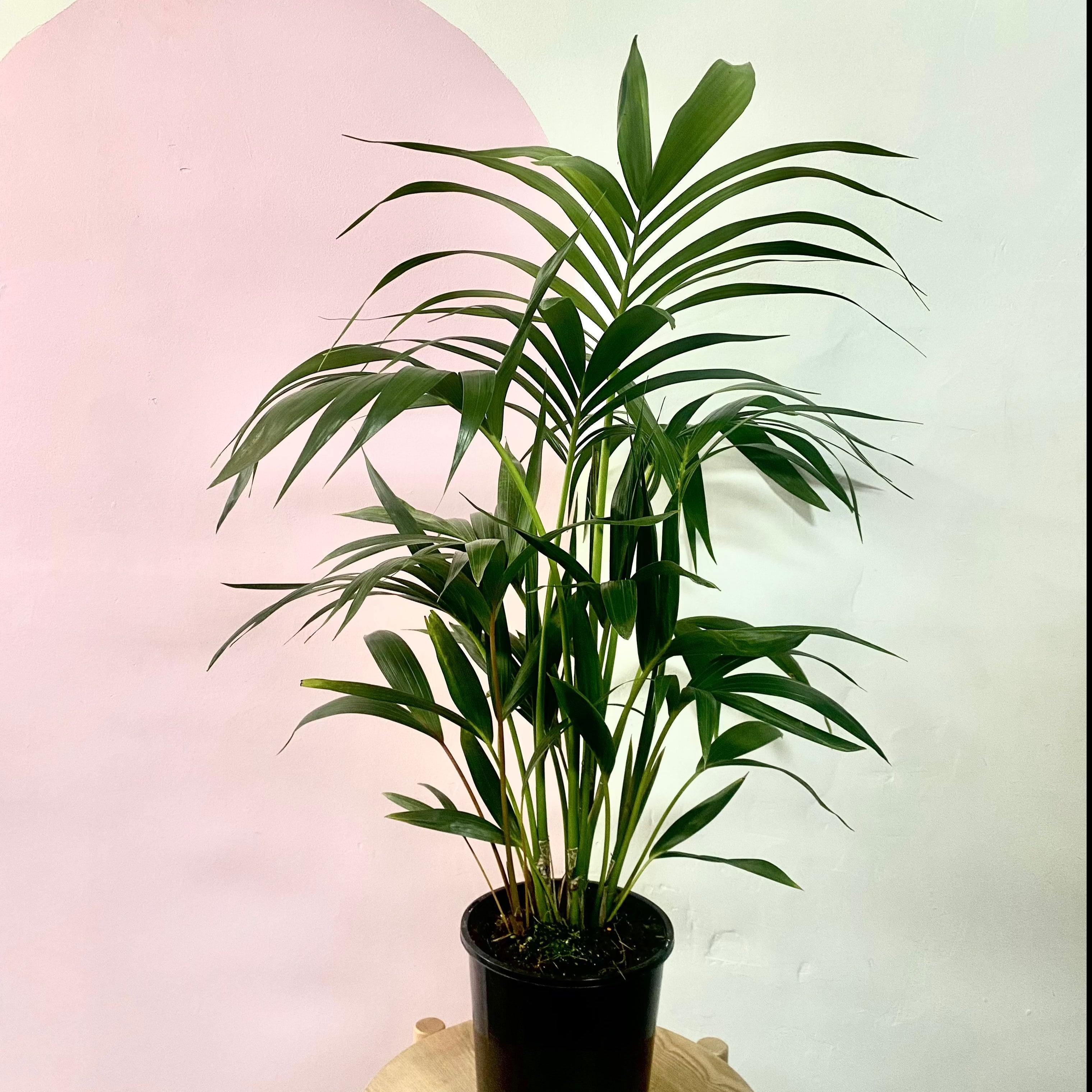 Kentia Palm