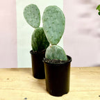 Bunny Ear Cactus 'Prickly Pear' Opuntia Burbank