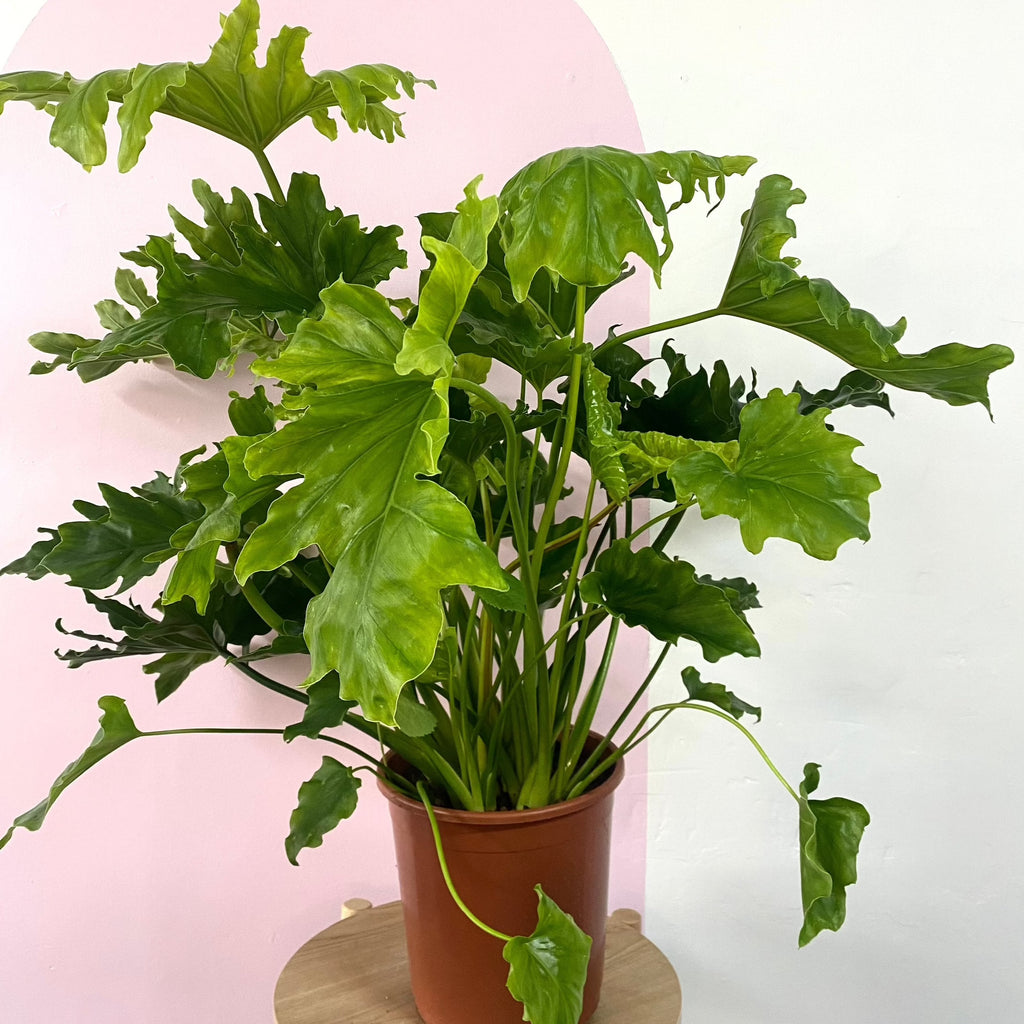 Philodendron Hope – indoor plant available at Green Envy Indoor Plants Melbourne