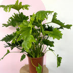 Philodendron Hope – indoor plant available at Green Envy Indoor Plants Melbourne