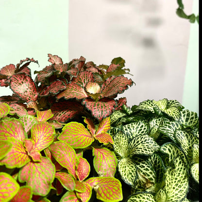 Fittonia 'Strawberry and Lime'