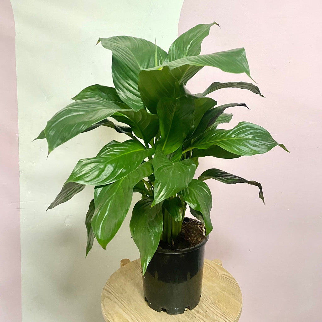 Peace Lily