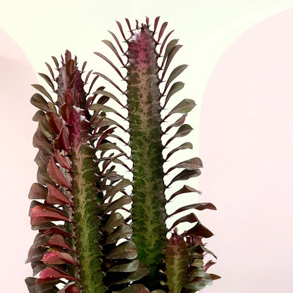 Euphorbia 'Red Devil' Cactus