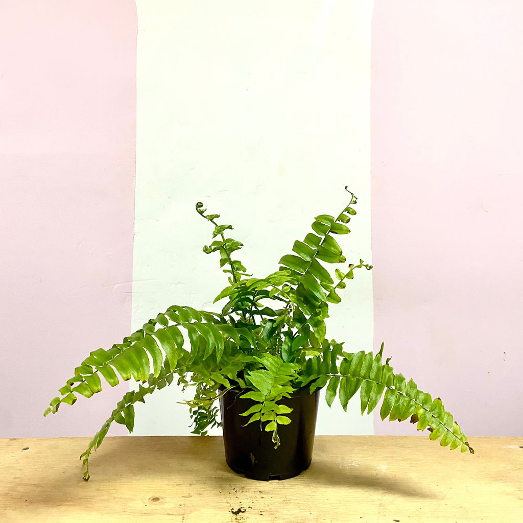 Boston Fern