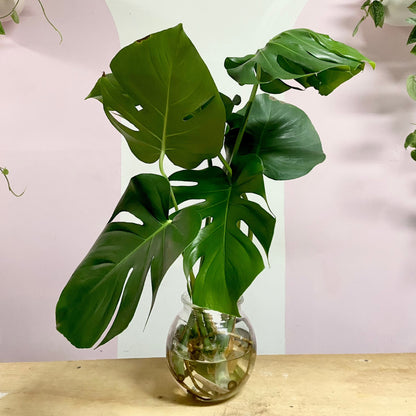 Hydro Monstera in Round Glass Vase