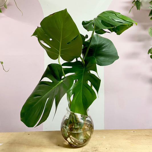 Hydro Monstera in Round Glass Vase