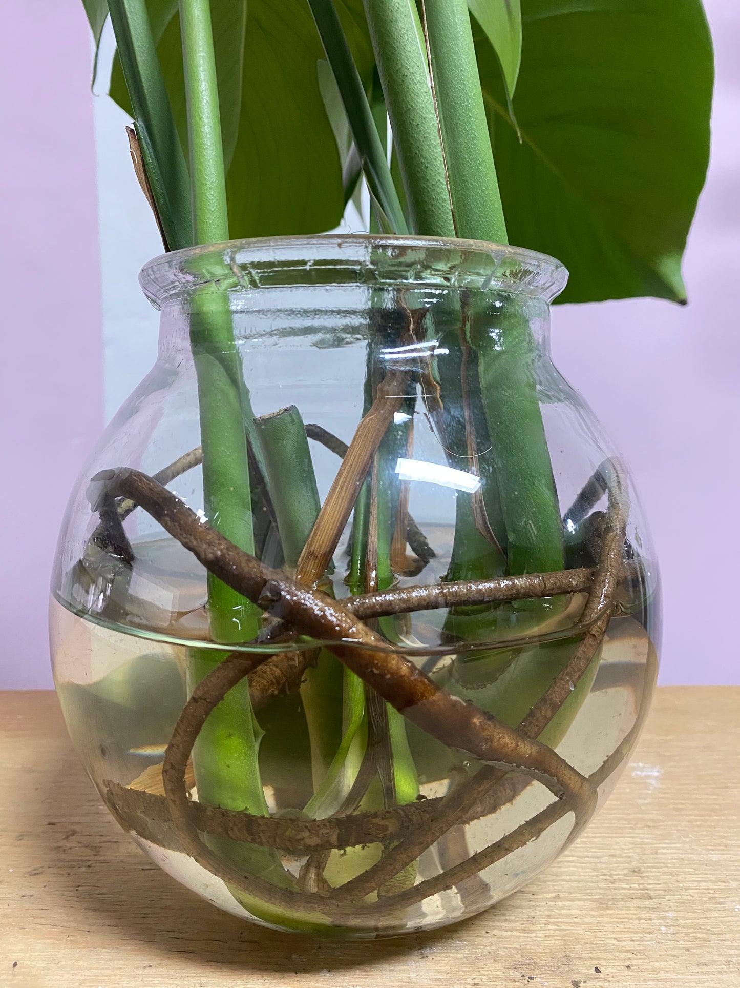 Hydro Monstera in Round Glass Vase