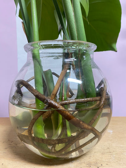 Hydro Monstera in Round Glass Vase
