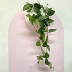 Silver Satin Pothos Hanging Basket