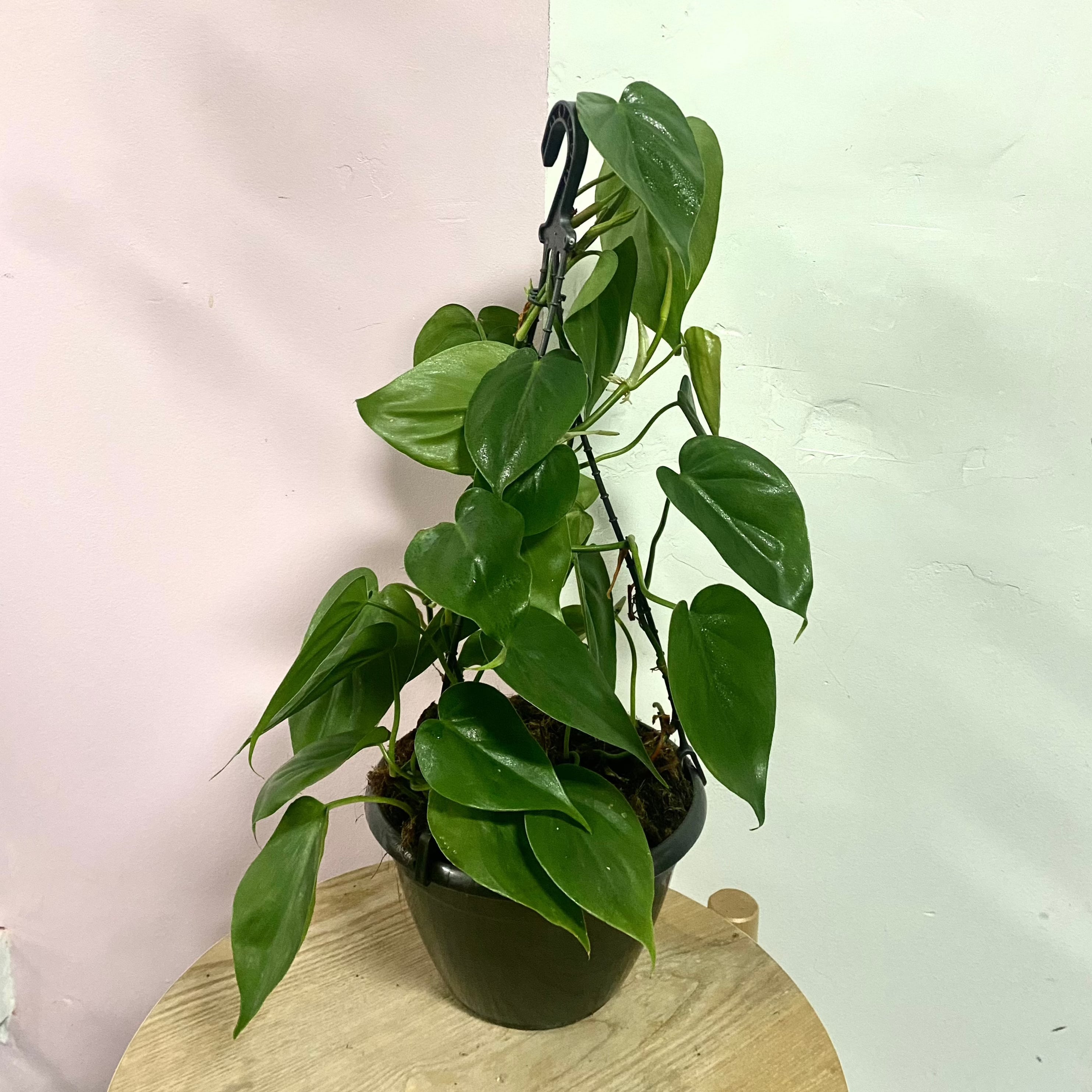 心葉蔓綠絨吊籃