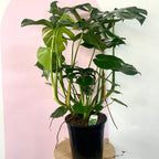 Monstera Deliciosa