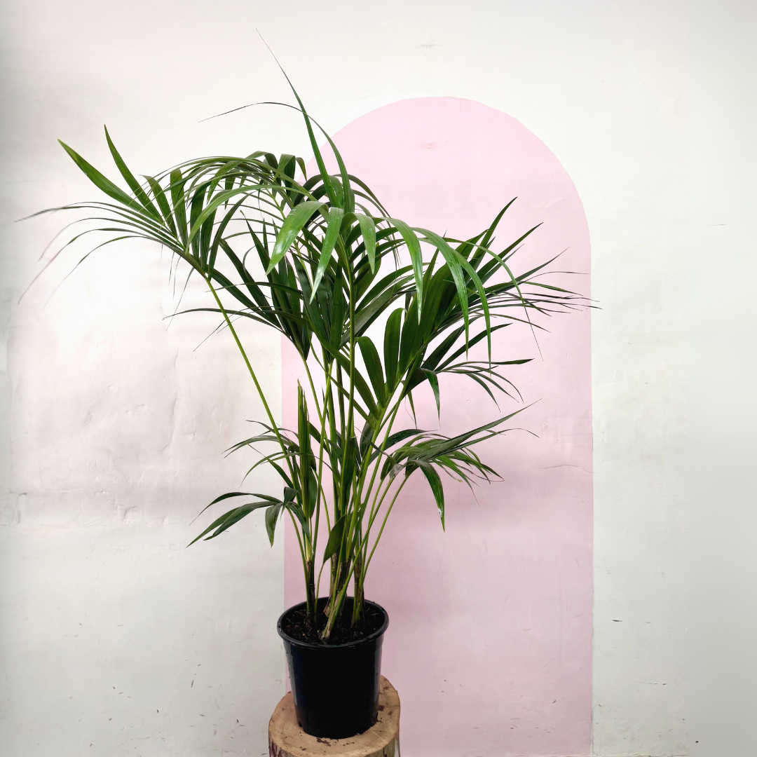 Kentia Palm
