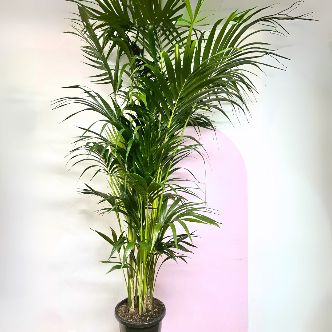 Kentia Palm