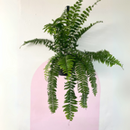 Macho Fern