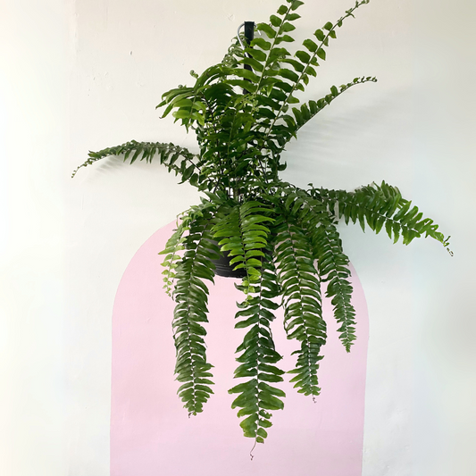 Macho Fern