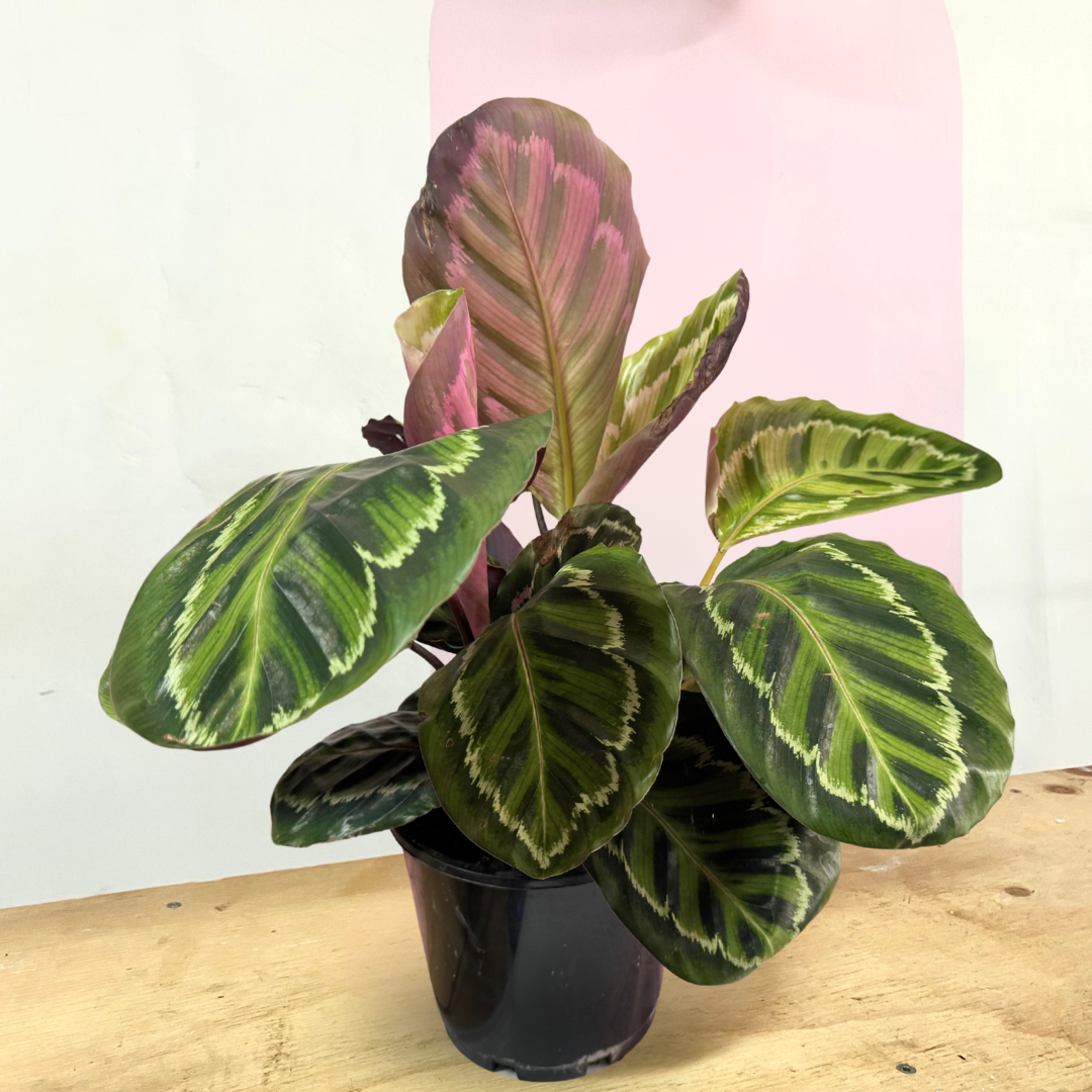 Calathea 'Medallion'