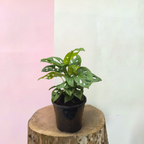 Monstera Adansonii 'Swiss Cheese Plant' Monkey Mask – indoor plant available at Green Envy Indoor Plants Melbourne