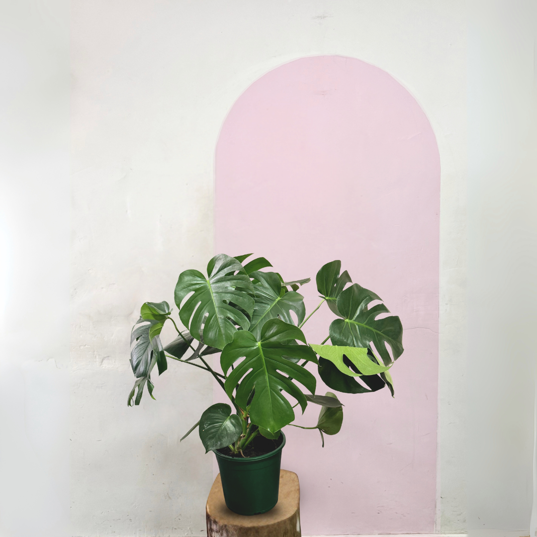 Monstera Deliciosa – indoor plant available at Green Envy Indoor Plants Melbourne